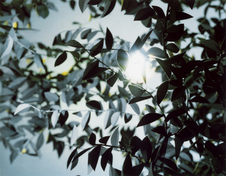 Flare. Thomas Demand. Coleccion Jumex