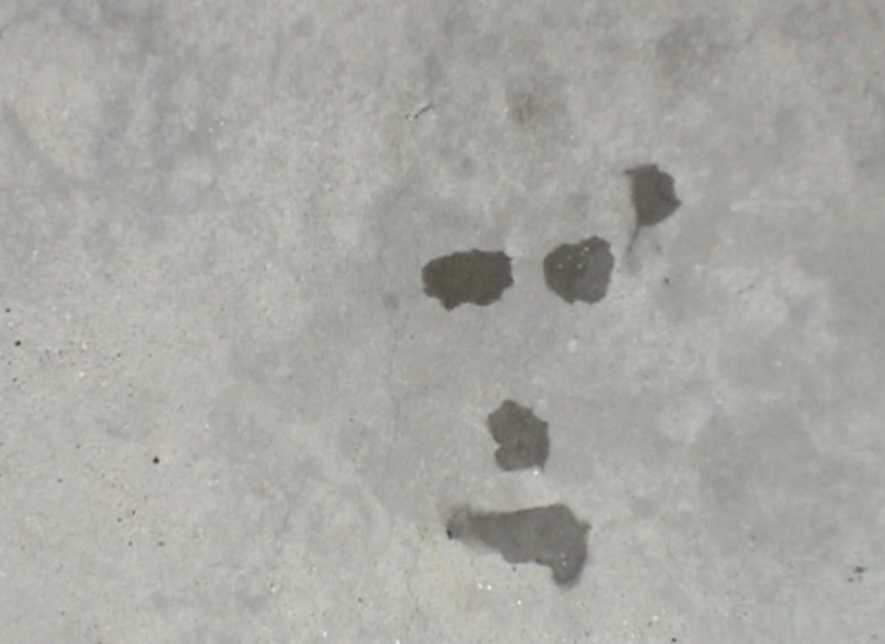 Munozoscarproyectopm121