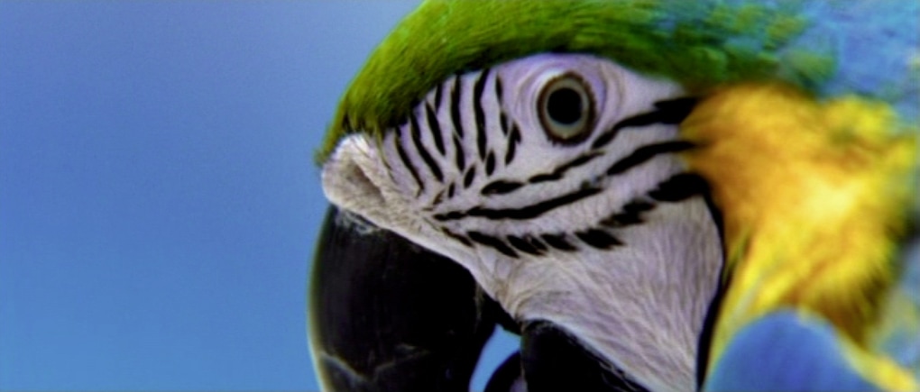 Grahamrodneyvexationi020  sinmarco