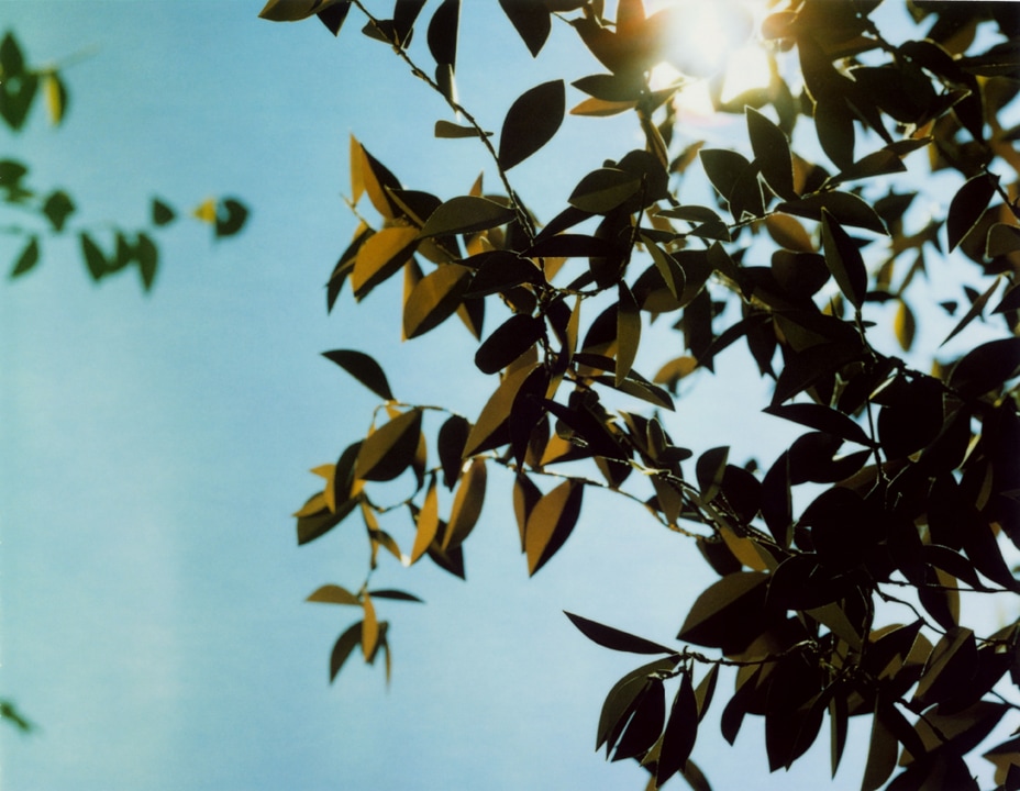 Flare. Thomas Demand. Coleccion Jumex