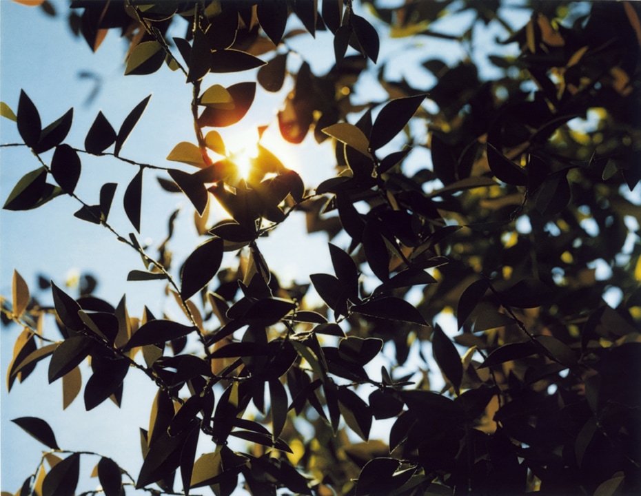 Flare. Thomas Demand. Coleccion Jumex