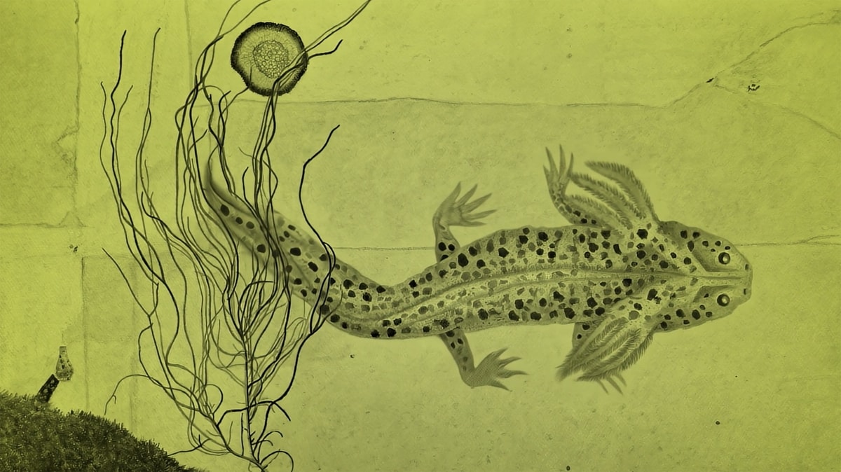 Melanie Smith, fotograma de *Axolotl*, 2025, Cortesía de la artista